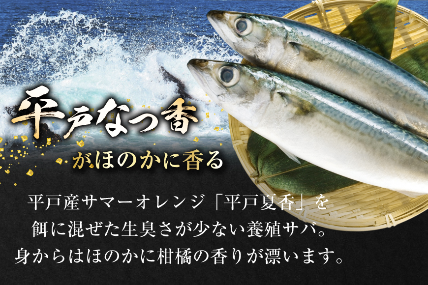 鯖 刺身 平戸なつ香 サバ 約500g 2尾 [（株）坂野水産 長崎県 平戸市 hr42bgy420201] さば 魚介 さかな 刺身用 さしみ 冷蔵 おかず フルーツ魚  夏香 なつ香 鮮魚 海鮮 