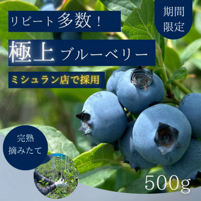 【極上】完熟 生ブルーベリー500g【配送不可地域：離島】【1515681】