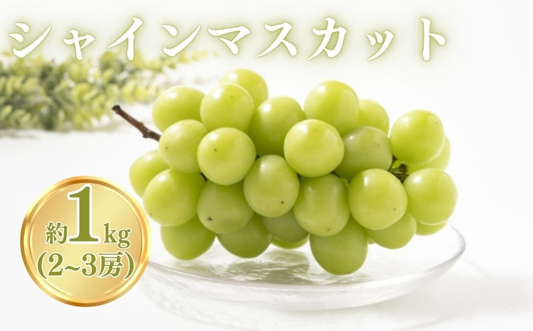 
                  シャインマスカット 約1kg（2~3房）｜ぶどう 大粒 白ぶどう 種無し 皮ごと 信州 長野県 千曲市｜ぶどう 大粒 白ぶどう 種無し 皮ごと 信州 長野県 千曲市
                