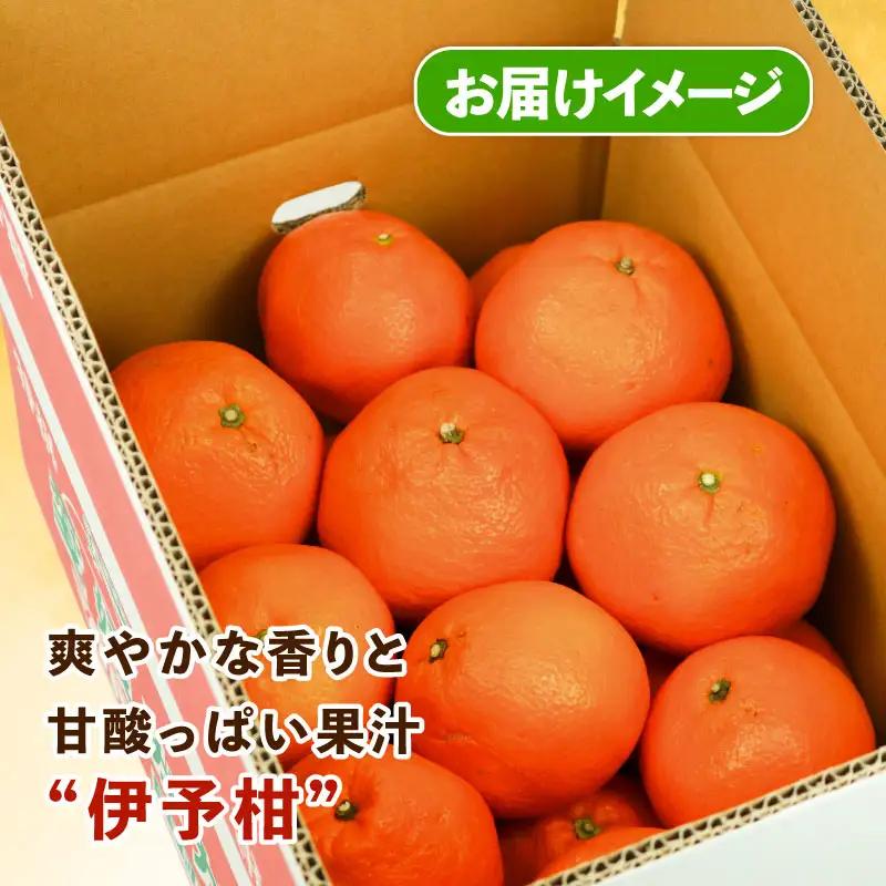 みかん 訳あり 伊予柑 いよかん 約5kg スーパー山田屋 先行予約 果物 くだもの フルーツ 柑橘 mikan 蜜柑 愛媛蜜柑 愛媛みかん わけあり サイズ 不揃い 産地直送 数量限定 国産 愛媛 