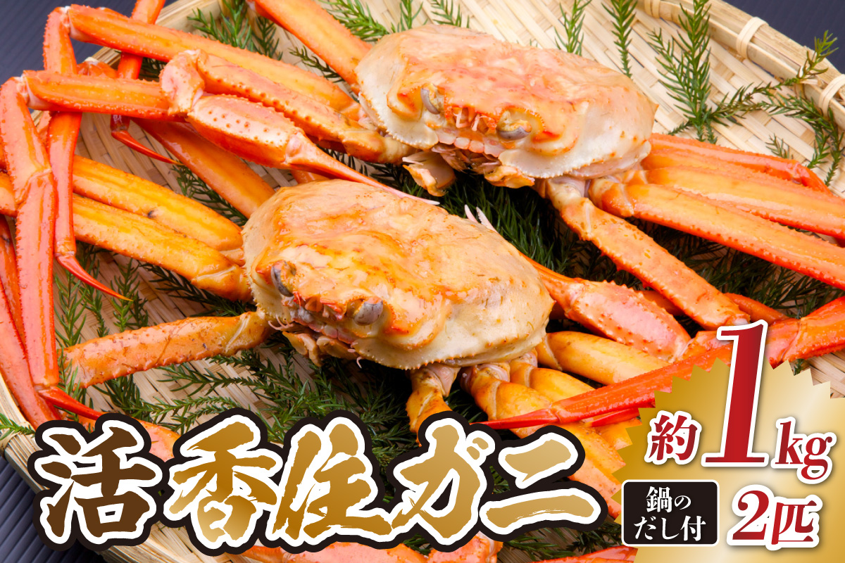 【先行予約】兵庫県香住産 活 香住ガニ 姿 約1kg×2匹 《冷蔵》【令和9年2月以降発送予定】日本海 香住 柴山 漁港 水揚げ 紅 べに ずわいがに ベニ ズワイガニ 国産 かに カニ 蟹 新鮮 鍋 かにすき 脚 足 爪 身 肩 大人気 ふるさと納税 おすすめ 返礼品 兵庫県 香美町 宿院商店 33-34