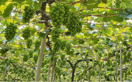 ぶどう 2024年 農家こだわりのシャインマスカット 2～3房 合計約1.2kg ブドウ 葡萄 岡山市産 国産 フルーツ 果物 【 Nini farm 農家 直送 】 [No.5220-1699]