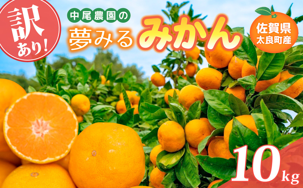 
                  【訳あり】中尾農園の夢みるみかん 5kg  【2026年9月下旬~2027年1月下旬発送予定】みかん ミカン 蜜柑 柑橘 温州みかん フルーツ くだもの 果物 ビタミン豊富 国産 月の引力が見える町 さがみかん 太良みかん 夢見るみかん おいしい 減農薬 濃厚 ギフト 贈答品 贈り物 佐賀県 太良町 NB36x1
                