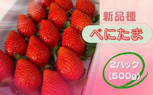 ※先行受付【新品種】埼玉オリジナル いちご べにたま 新品種べにたま 2パック（500g）ストロベリーハント