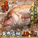 【ふるさと納税】天然 真鯛 (約1.8-2kg・1枚) 直送 産直 漁師 魚 鮮魚 天然 マダイ 鯛 白身魚 獲れたて 刺身 煮つけ 塩焼き 冷蔵 豊後水道 鮮魚 大分県 佐伯市【CS02】【 (有)丸昌水産】