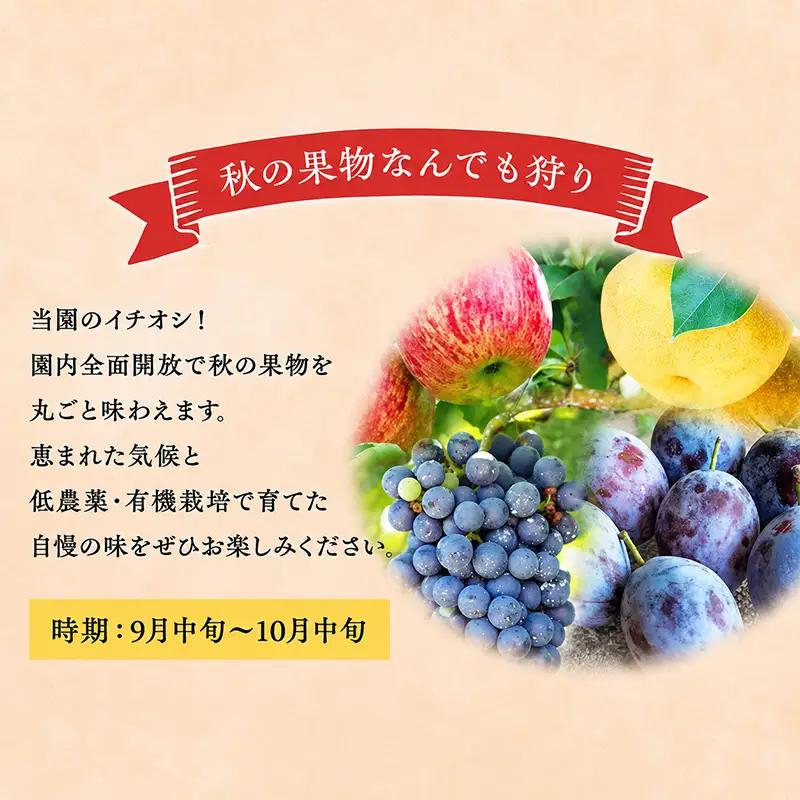 妹尾観光農園 フルーツ狩りチケット1000円 割引 チケット クーポン 利用券 フルーツ 旅行 体験 農園 北海道 仁木町 [フルーツショップ妹尾観光農園]