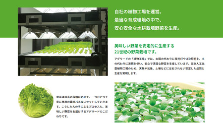 サラダミックス 【 お試し 月1回 】＼ デリサラダ ／ Deli Salad ★ ドレッシング or ジャム付き セット サラダ ミックス 1kg | アグリード お手軽 ミックス野菜 西洋ハーブ 