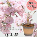 【ふるさと納税】養庄園 中品盆栽：桜盆栽
