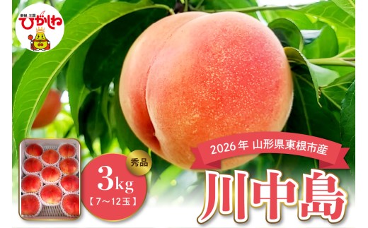 【2026年産】白桃 川中島 3kg 山形県 東根市 みのる果樹園提供 hi063-005-r8