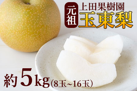 上田果樹園の元祖！玉東梨(旬の品種をお届けします)約5kg(8玉-16玉) 《7月下旬-9月下旬頃出荷》 ｜ブランド梨 人気梨 特産品梨 熊本県梨 玉東町梨 大人気返礼品