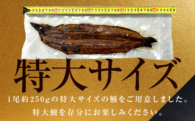 【ビッグサイズ】老舗五郎藤 国産 旨鰻 250g×2尾【関西風地焼き 特大 うなぎ ウナギ 蒲焼き 炭火 数量限定 有頭 北国からの贈り物 厳選】 015B385