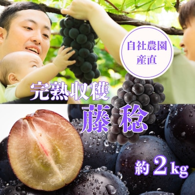 【2026年先行予約】完熟収穫藤稔 約2kg 山梨県産 自社農園産直【数量限定】【希少品種!】【配送不可地域：離島】
