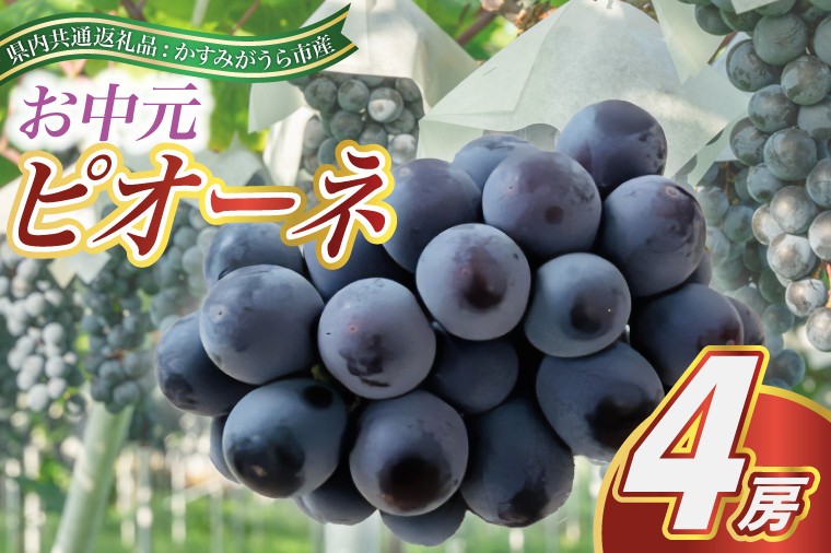 
                  【お中元 熨斗付】　ピオーネ 4房 ＜2026年8月より順次発送＞ (県内共通返礼品:かすみがうら市産)  先行予約 ギフト 贈答 ぶどう ブドウ 葡萄 フルーツ 茨城 新鮮 (BR112)
                