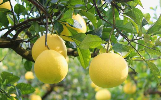 土佐文旦 約5kg 【贈答用】