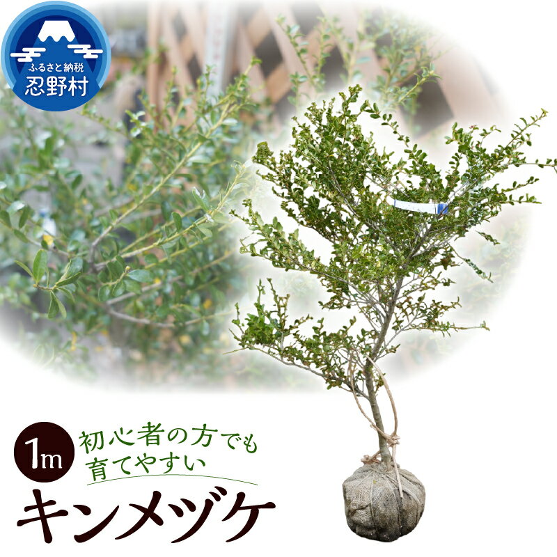 【ふるさと納税】キンメツゲ ツゲ 柘植 家庭菜園 植物 樹木 ガーデニング 植木 苗 庭木 送料無料 山梨県 忍野村