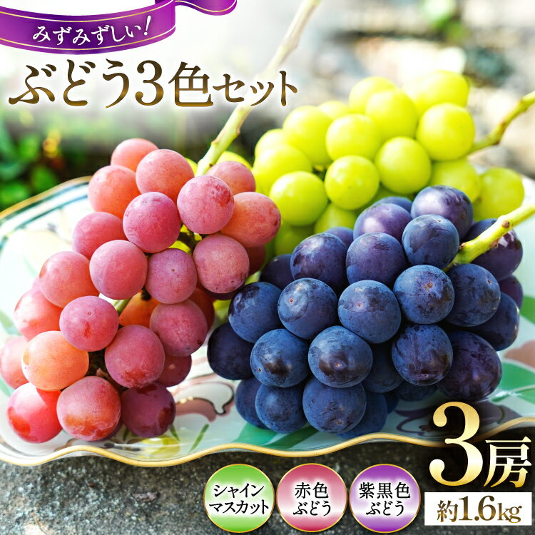 【ふるさと納税】 【2026年発送】 ぶどう 先行予約 山梨 やまなし ブドウ 葡萄 鈴木ぶどう園のぶどう3色セット 3房 約 1.6kg 1.6キロ 食べ比べ フルーツ 果物 期間限定 季節限定 シャインマスカット 産直 [鈴木ぶどう園 山梨県 韮崎市 20742852]