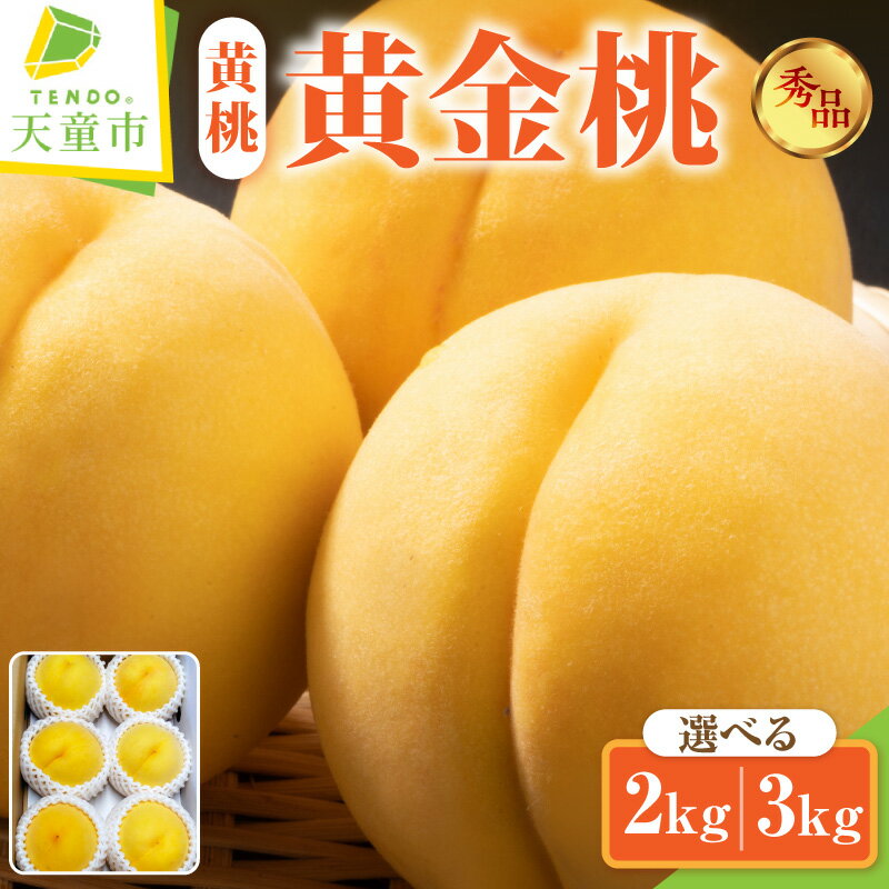 【ふるさと納税】もも ( 黄金桃 ) 選べる 2kg / 3kg 先行予約 令和8年産 2026年産 黄桃 桃 ピーチ peach 果物 くだもの フルーツ デザート 旬 冷蔵 ご家庭用 のし 贈答 ギフト プレゼント お取り寄せグルメ 産地直送 送料無料 【 山形県 天童市 】