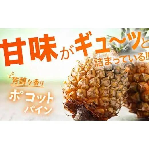 パイナップル 【先行予約】ポコットパイン1ｋｇ（1～2玉）　KN-3
