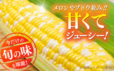 2026年6月上旬より順次発送 スイートコーン 甘々娘約4kg10~11本BHCJ001 スイートコーン