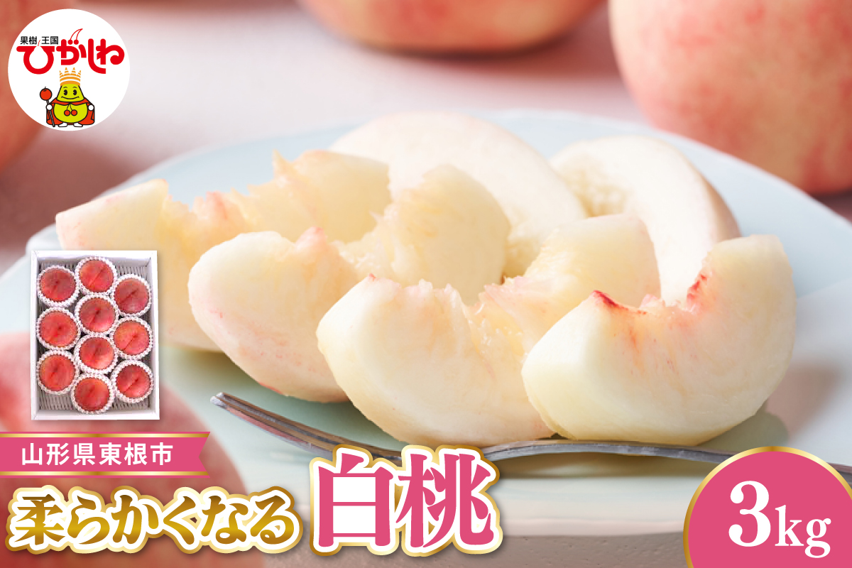 【令和8年産先行受付】 東根市産白桃　秀品 柔らかくなる桃 約3kg ベジフルひがしね 山形県 東根市 hi104-005