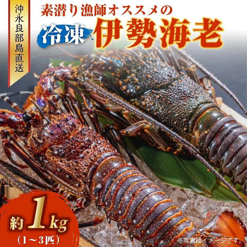 沖永良部島 直送 ！ 素潜り漁師 オススメ の 冷凍 伊勢海老 約 1kg （ 1 ～ 3匹 ）！ W030-003u 海鮮 エビ
