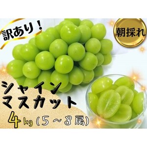 【2025年先行受付】訳あり岡山県産シャインマスカット4kg【配送不可地域：離島】【1571849】