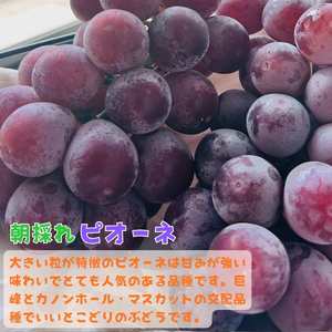 和歌山のピオーネ 約2.5kg(3~5房) ※2025年8月下旬~9月下旬頃発送予定| 先行予約 ぶどう 葡萄 果物 フルーツ 甘い【MS102】
