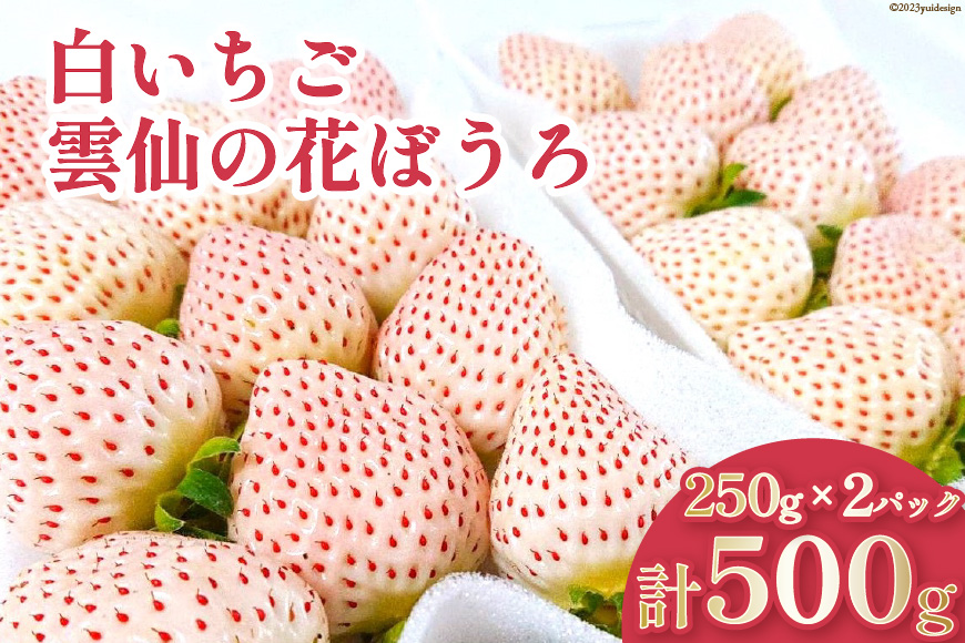 【期間限定発送】 いちご 白いちご 雲仙の花ぼうろ 250g×2パック [トトノウ 長崎県 雲仙市 item1411] 苺 イチゴ フルーツ 果物 くだもの 期間限定 季節限定