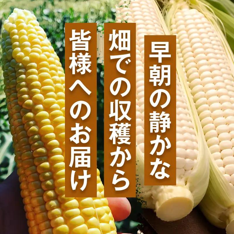 ［2027年発送 先行予約 夏の味覚］［定期便・全3回］潮風ホワイト 2Lサイズ 5～8本 1セット とうもろこし トウモロコシ 白 コーン とうもろこし BBQ 焼き肉 白浜町