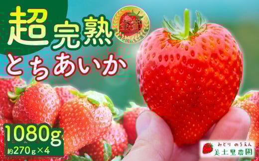 【先行受付：3月以降発送】いちご 「茂木完熟いちご」　美土里農園の朝採れ とちあいか レギュラーサイズ 約270g × 4パック 合計 約1080g | いちご イチゴ 苺 とちあいか 完熟 果物 フルーツ くだもの 旬 産地直送 栃木県産 美土里農園 栃木県 茂木町