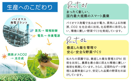野菜 サラトリオ 12個セット　野菜 レタス