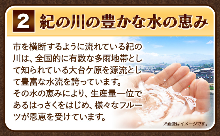 訳あり サイズ不選別 早生･晩生指定不可 はっさく 約9kg (4L~Sサイズ)《2024年2月上旬-4月中旬頃出荷》和歌山県 紀の川市 産地直送 みかん 八朔 柑橘 果物 フルーツ ご家庭用 ビタミ