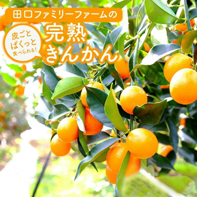 【ふるさと納税】訳あり 田口ファミリーファーム 完熟きんかん 2L 約400g×6袋