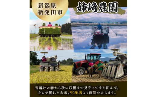 【令和8年産】 コシヒカリ10kg 白米 特別栽培米 (2kg×5袋) 白米 米 こしひかり こめ 大粒 ごはん おにぎり お弁当 農家直送 産地直送 ふるさと納税 姉﨑農園 新潟産 新潟県 新発田市