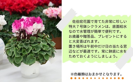7号鉢 底面給水 シクラメン 1鉢（箱入り） 