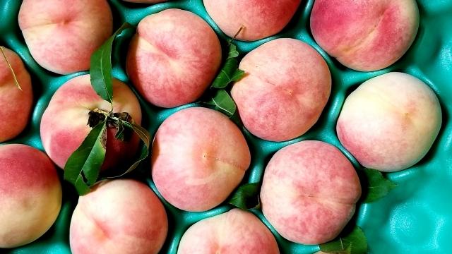 アルプス 信州産 ももストレート缶ジュース 160g×16本 | 桃  白桃 もも 桃ジュース ジュース ピーチジュース セット アルプス ストレート ストレートジュース 160g 果汁飲料 長野県産