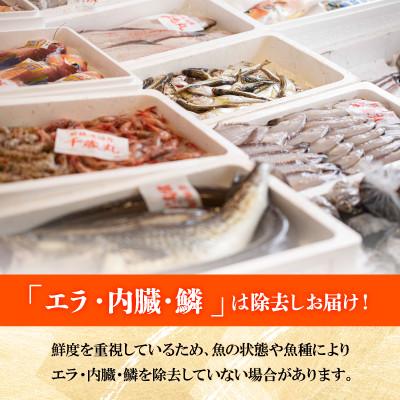 ふるさと納税 小浜市 【2ヵ月毎定期便】「若狭小浜港産地直送」のお任せ天然鮮魚セット! 全6回 |  | 01