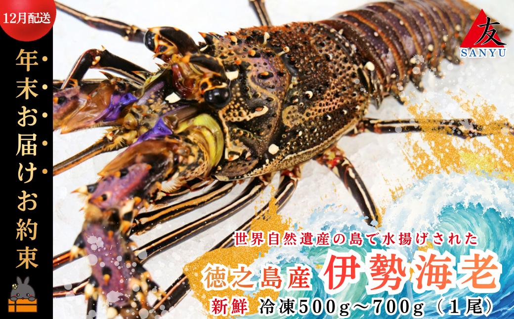 《年末お届けお約束》新鮮なまますぐ冷凍!!徳之島産冷凍伊勢海老1尾（500g～700g） （ 伊勢えび イセエビ いせえび 伊勢えび 伊勢エビ えび エビ 海老 鍋 ご馳走 海の幸 料理 海産物 家族 正月 クリスマス お祝い 12月配送 年末年始 サンユウ ）