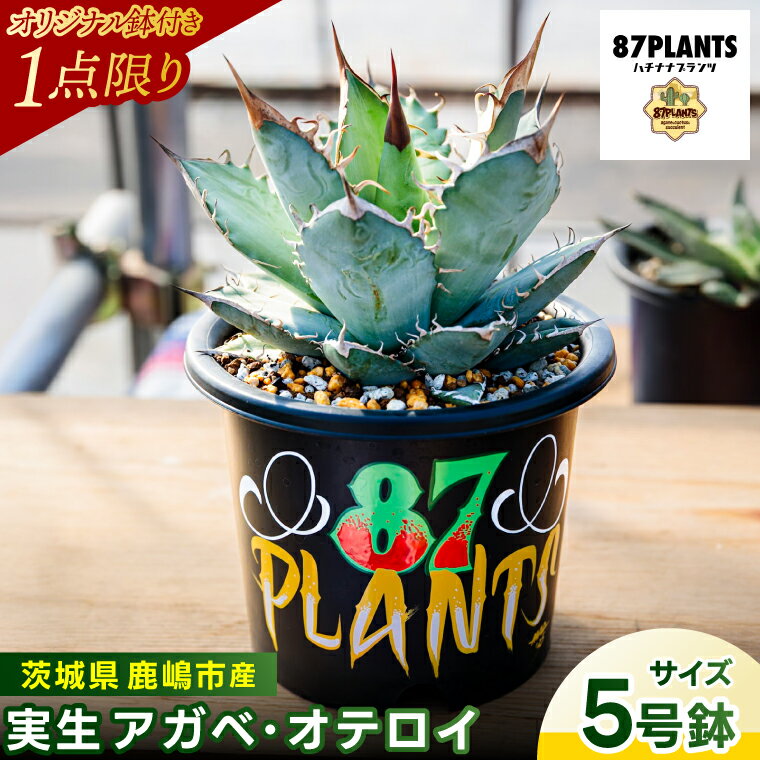 【ふるさと納税】【現品のみ】鹿嶋市産 アガベ・オテロイ（5号鉢サイズ）【アガベ オテロイ 多肉植物 鉢 茨城県 鹿嶋市】（KCP-40）