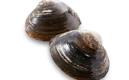 【活加工】剥きほっき（刺身用）1kg（20玉前後）×1袋  【6月上旬～11月上旬発送不可】 ほっき ほっき貝 ホッキ ホッキ貝 北寄 北寄貝