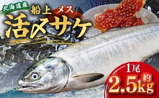 北海道産 船上活〆サケメス 約2.5kg 【2026年9月上旬～10月下旬まで発送予定】 鮭 イクラ 卵 活〆 塩焼き 冷凍 旬 魚 魚類 魚介 魚介類 食材 国産 サケ さけ フライ ムニエル サケフレーク 鮭フレーク