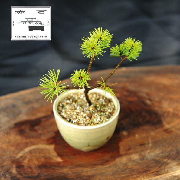 【ふるさと納税】 赤石の泉 赤石五葉松（鉢植え） F-142【現品限り】【配送地限定】