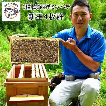 【ふるさと納税】楽天限定 《種蜂》西洋ミツバチ ～新王4枚群～ 【5月末～6月末にかけて配送】