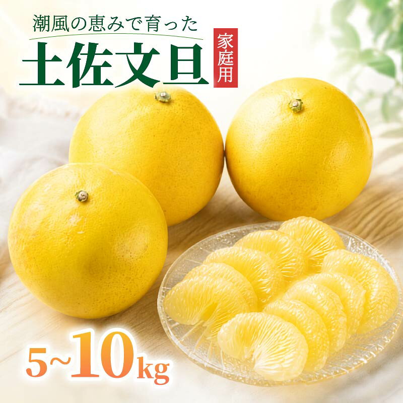 【ふるさと納税】 【先行予約】 文旦 5-10kg L-5L 数量限定 家庭用 土佐文旦 ぶんたん みかん mikan 蜜柑 ミカン 産地直送 国産 減農薬 特産品 限定 甘い 果実 果肉 フルーツ 果物 柑橘 かんきつ 家族 ビタミン 甘い おやつ お菓子 美味しい おいしい ミックス 高知 中土佐