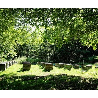 ふるさと納税 訓子府町 北海道産天然はちみつ 百花蜜 600g |  | 03