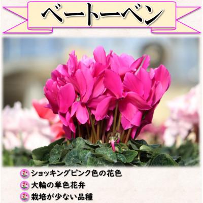 ふるさと納税 中島村 【先行予約】シクラメン6号鉢(ベートーベン)　ブルーメあぶくま |  | 01