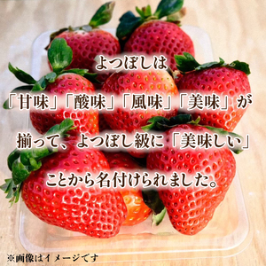 訳あり いちご よつぼし 1.7kg 【 いちご 】