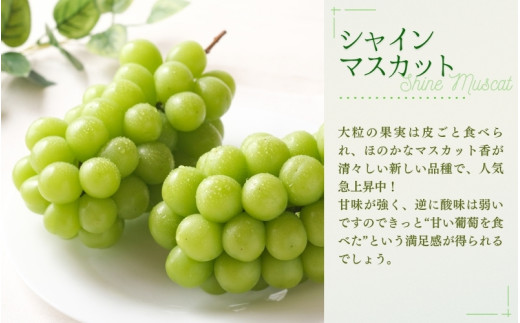 【2026年先行予約】NISSHOKU　FARM　特選　大粒ぶどうとピオーネシロップのセット（シャインマスカット入り）岡山 【nisfarm011-02】