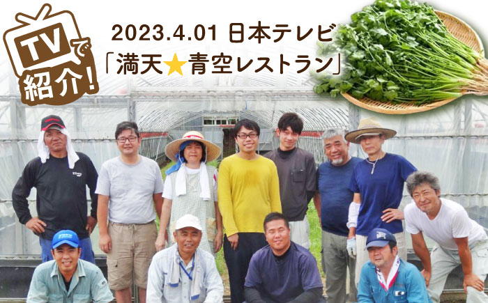 【3回定期便】本場タイ人が認めた パクチー好きのためのパクチー 500g /江口農園[UBF030] 野菜 パクチー 本場のパクチー パクチー定期便 野菜定期便