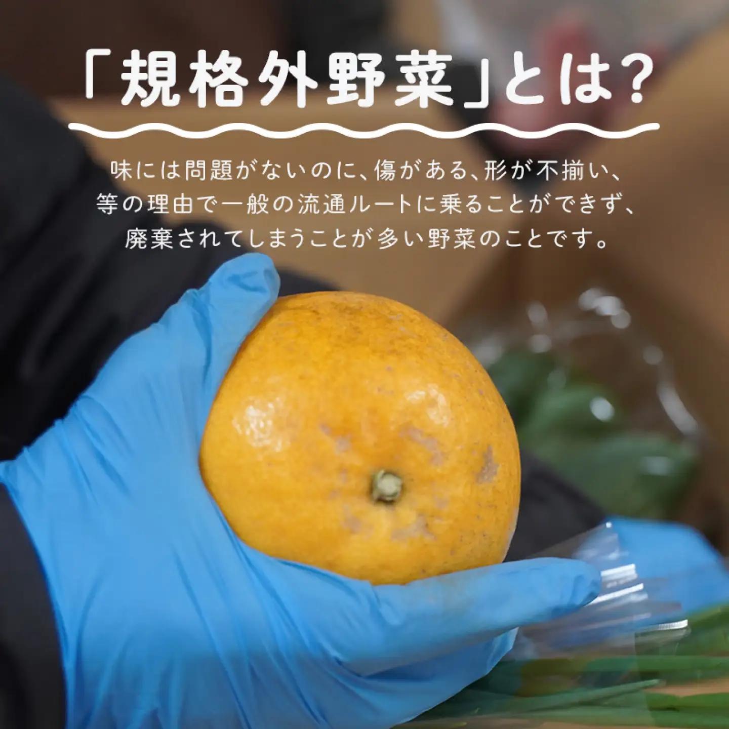 ＜ロスヘル＞多数のメディアで紹介されました！【訳あり】旬のもったいないお野菜詰め合わせセット　Mサイズ　野菜 規格外野菜 